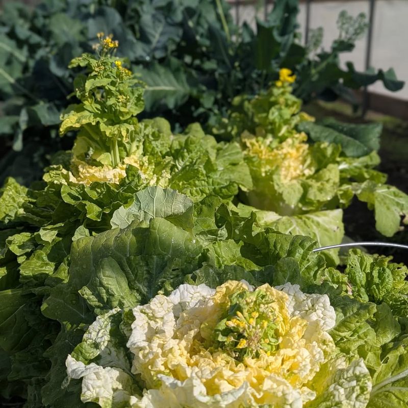 Rising Temperatures Push Many Cool Season Crops To Bolt