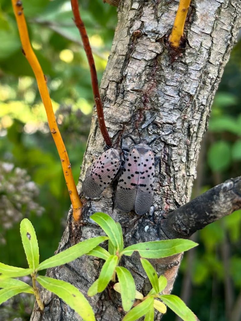 River Birch