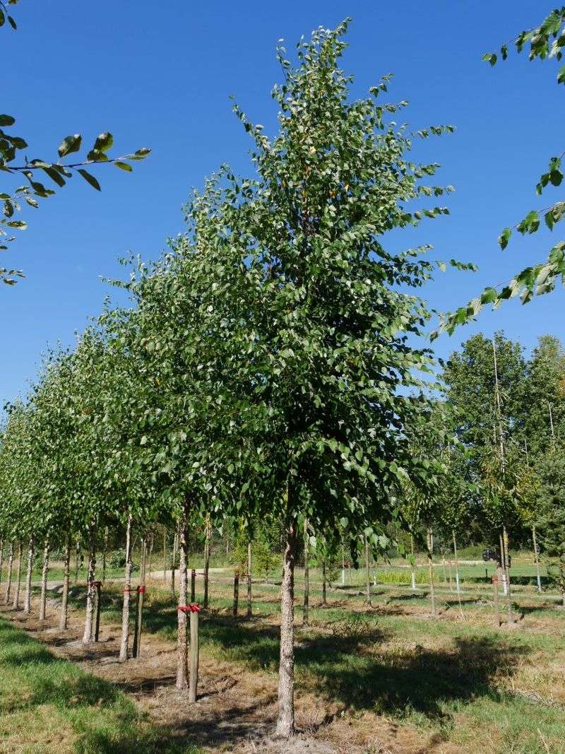 River Birch (Betula nigra)