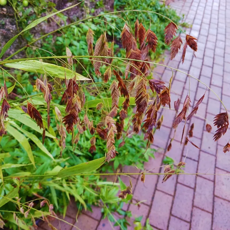 River Oats Adds Movement Without Fuss