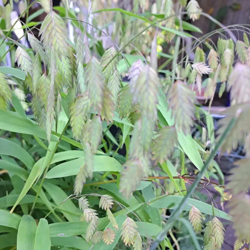 River Oats Holds Up Well In Soggy Summer Soil River Oats Holds Up Well In Soggy Summer Soil