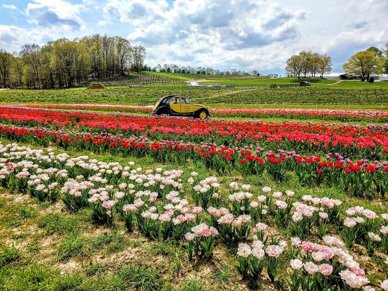 Roam The Tulip Rows At Timbuk Farms & Garden Center Roam The Tulip Rows At Timbuk Farms & Garden Center