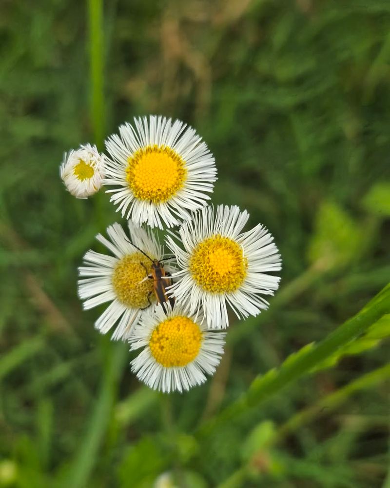 Robin's Plantain