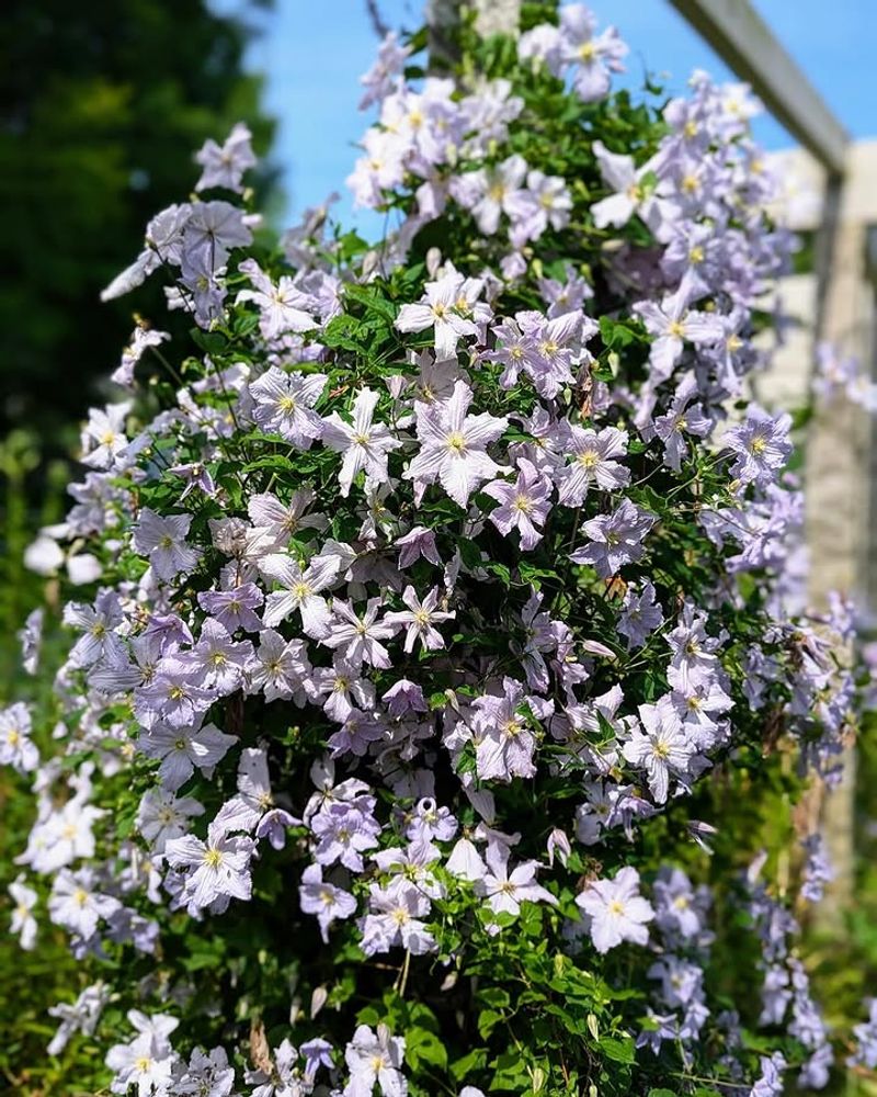 Rock Clematis Softens Walls Without Taking Over The Yard