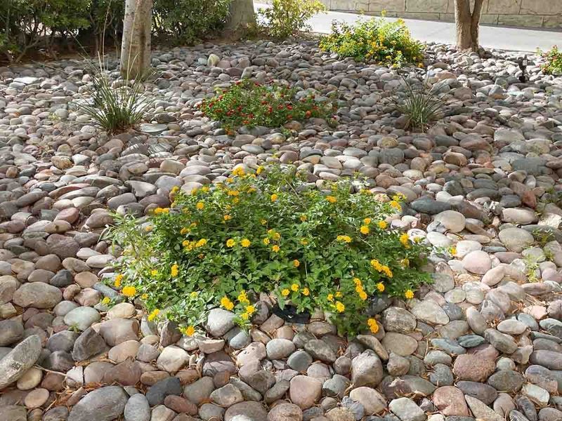 Rock Mulch Can Add Heat Stress Rock Mulch Can Add Heat Stress