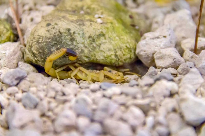 Rock Piles Hold More Scorpions