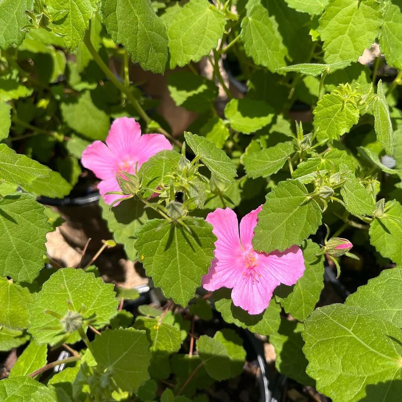 Rock Rose