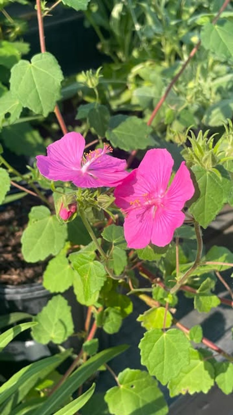 Rock Rose Rock Rose