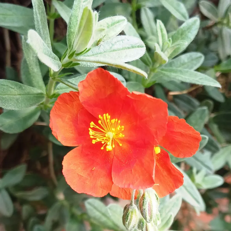 Rock Rose