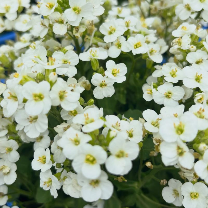 Rockcress Rockcress