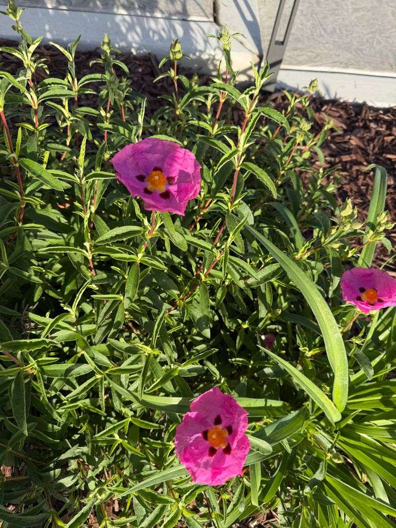 Rockrose