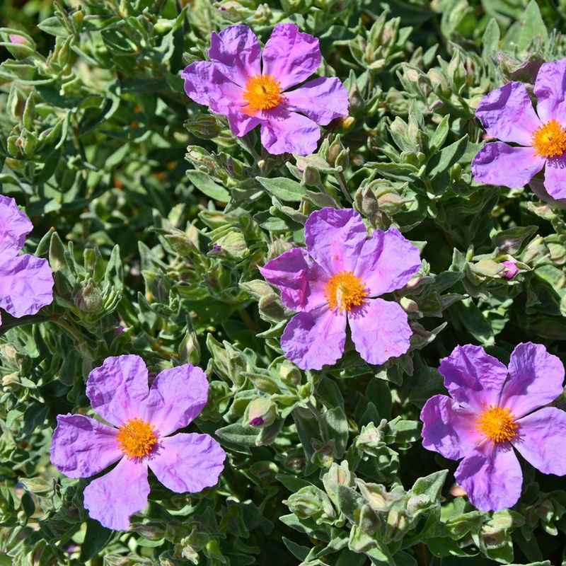 Rockrose Blooms Even In Lean, Tough Soil