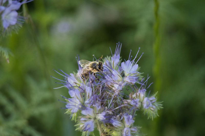 Rocky Mountain Bee Plant Lives Up To Its Name