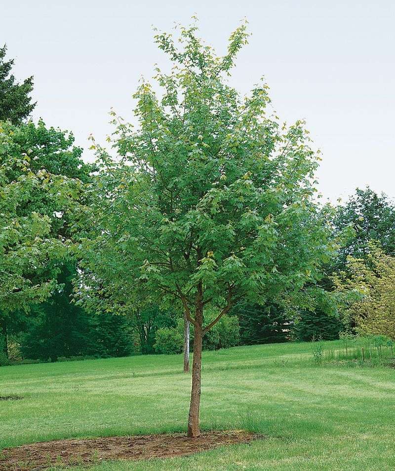 Rocky Mountain Maple Suits Drier Oregon Yards