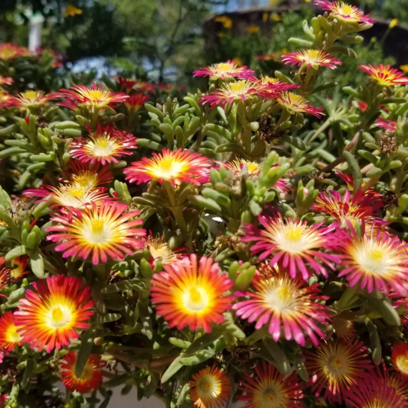 Rocky Point Ice Plant Prefers Sharp Desert Drainage Rocky Point Ice Plant Prefers Sharp Desert Drainage