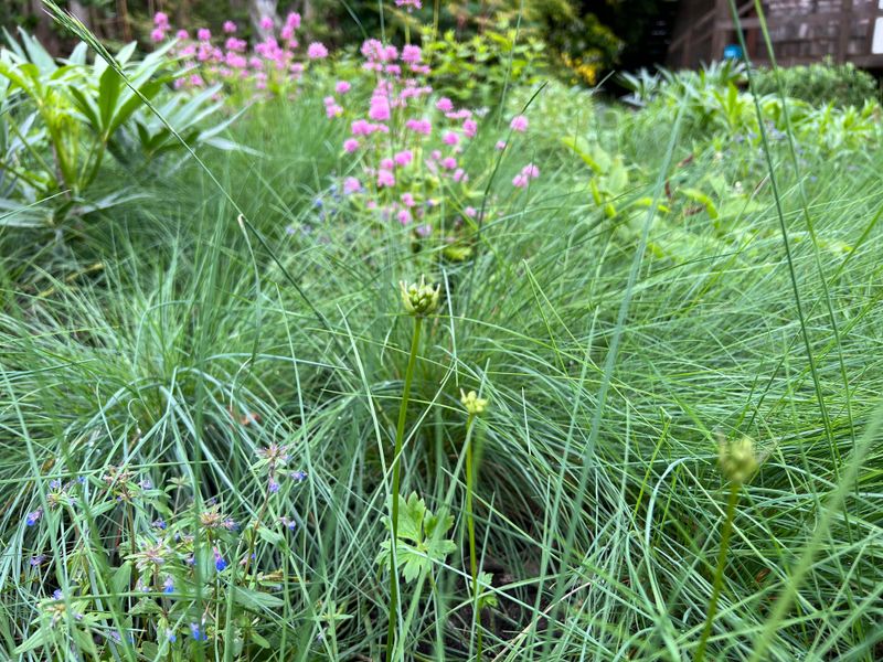 Roemer's Fescue Roemer's Fescue