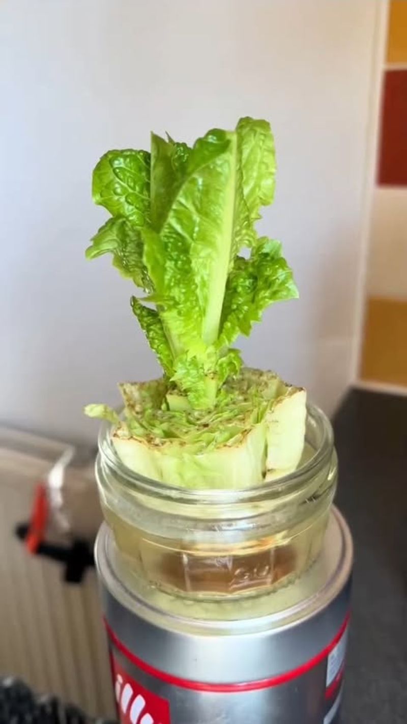 Romaine Lettuce Varieties