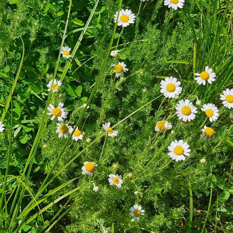 Roman Chamomile
