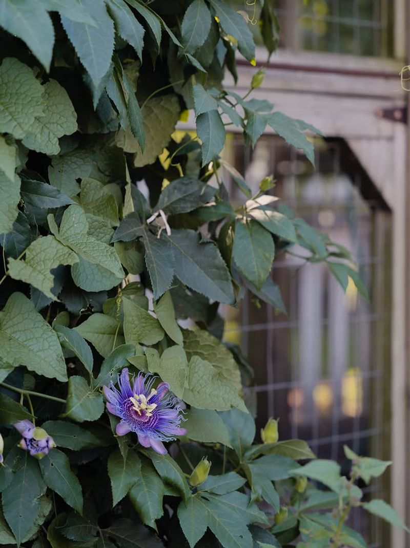 Root Barriers Can Help In Small Gardens