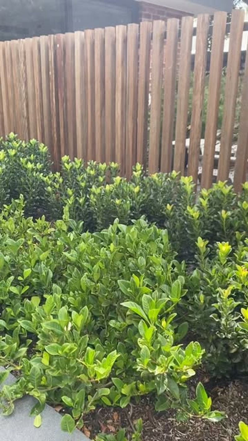 Root Competition From Large Trees Can Weaken Gardenias By Summer