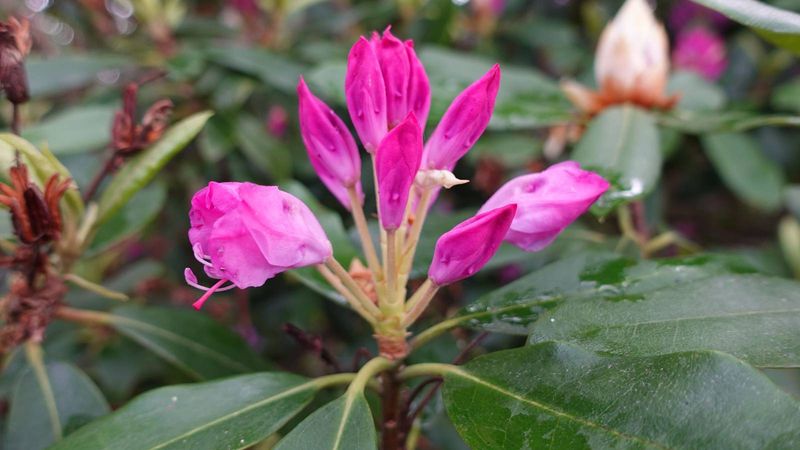 Root Competition From Trees Often Weakens Older Azaleas
