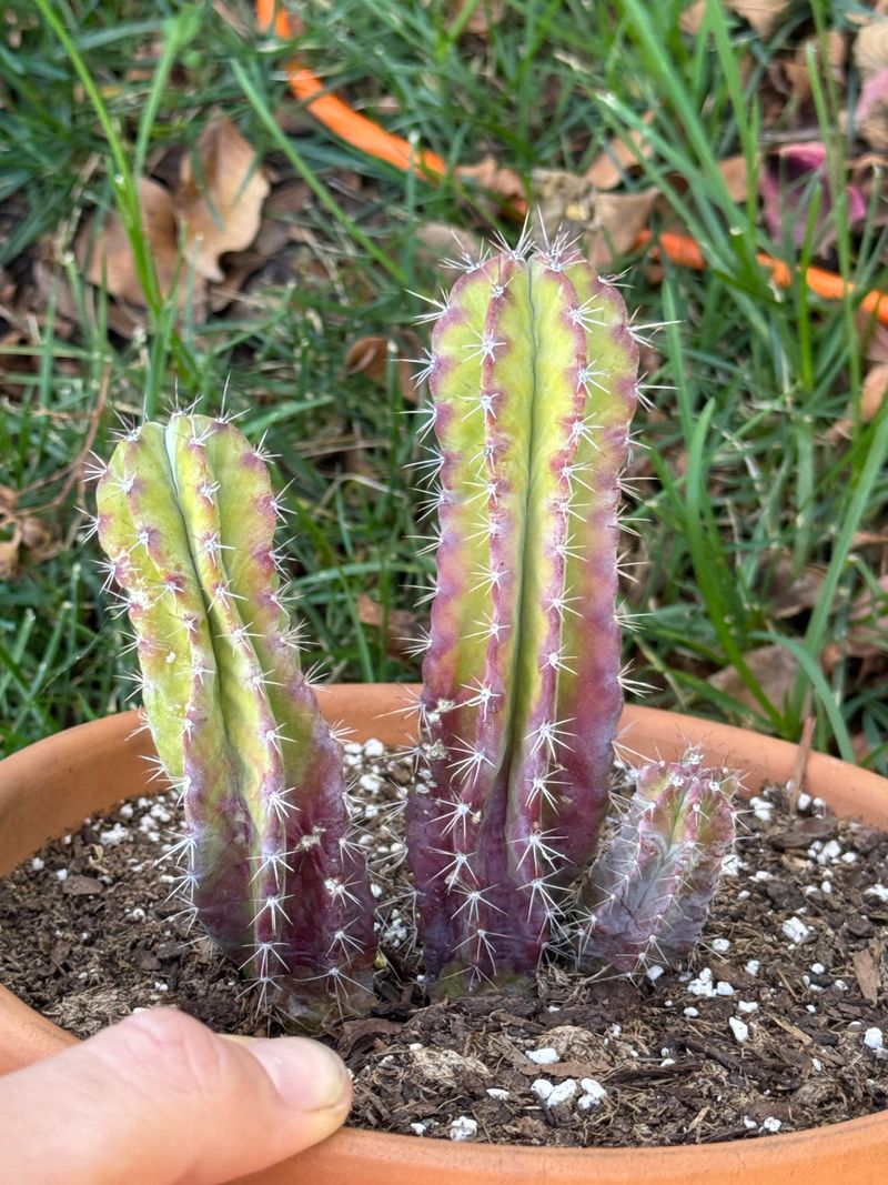 Root Problems Sometimes Show Up Through Color Changes
