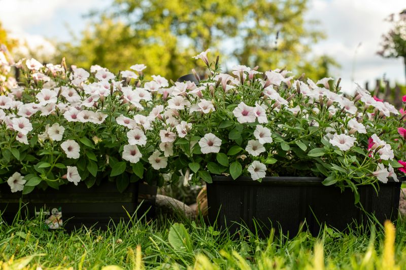 Root Rot Starts Underground And Takes Your Petunias Down Fast Root Rot Starts Underground And Takes Your Petunias Down Fast