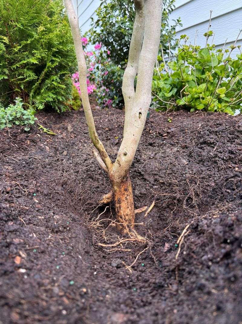 Root Stress Can Become More Noticeable During Heat