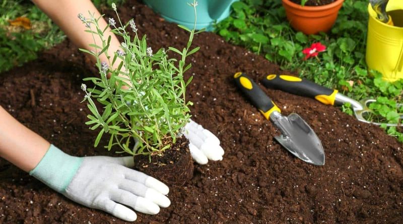 Rooted Cuttings Need Time Before Planting