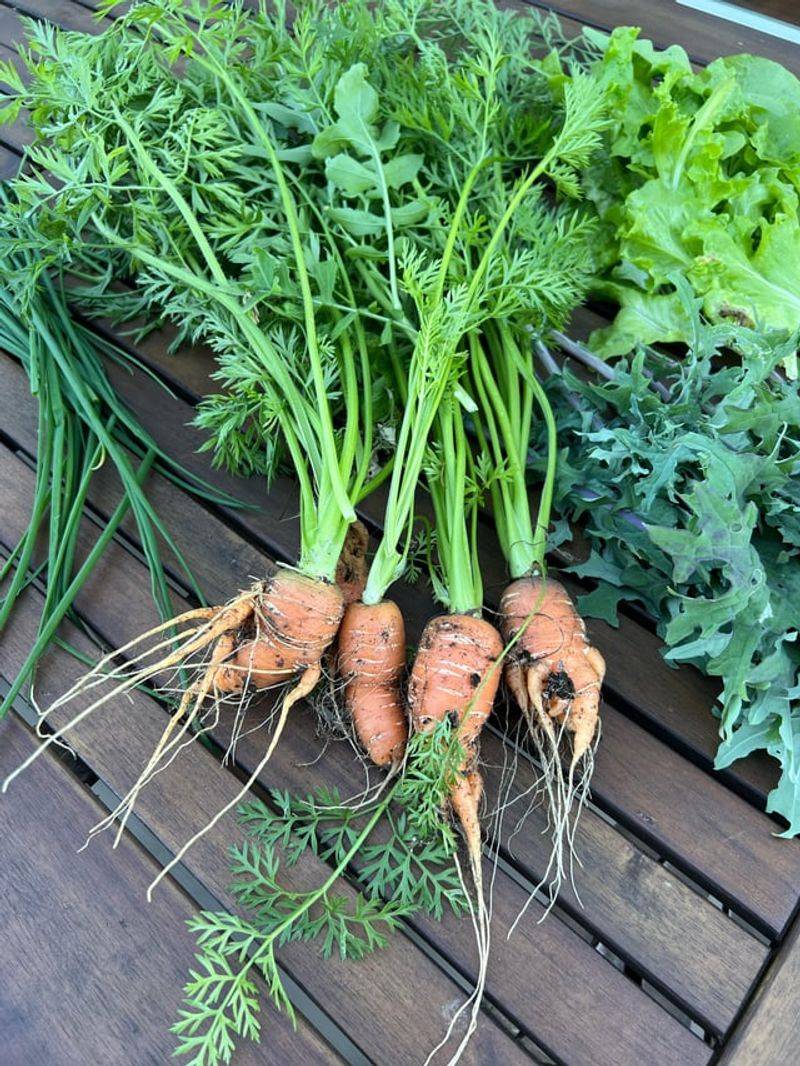 Roots Struggle To Push Through The Soil Roots Struggle To Push Through The Soil