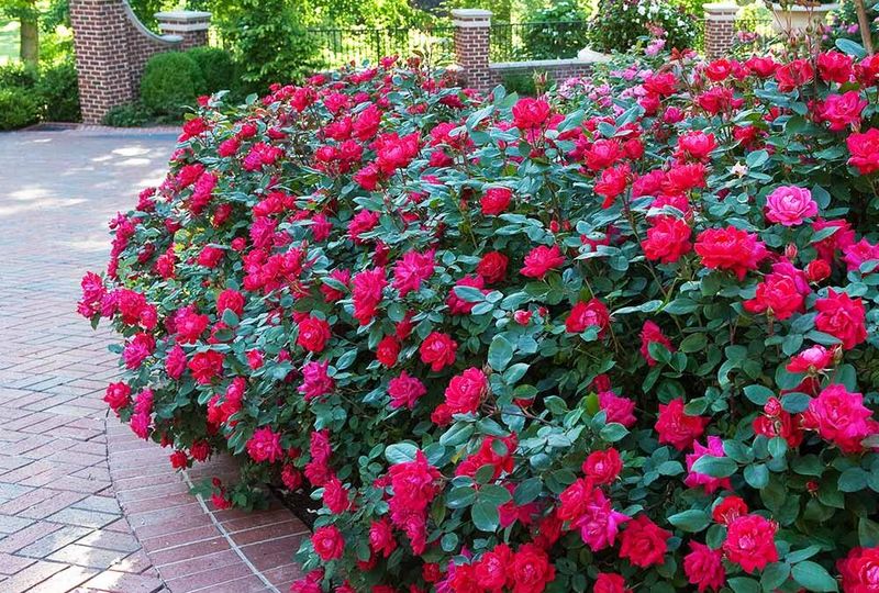 Rose Bushes Bring Classic Color To Gardens