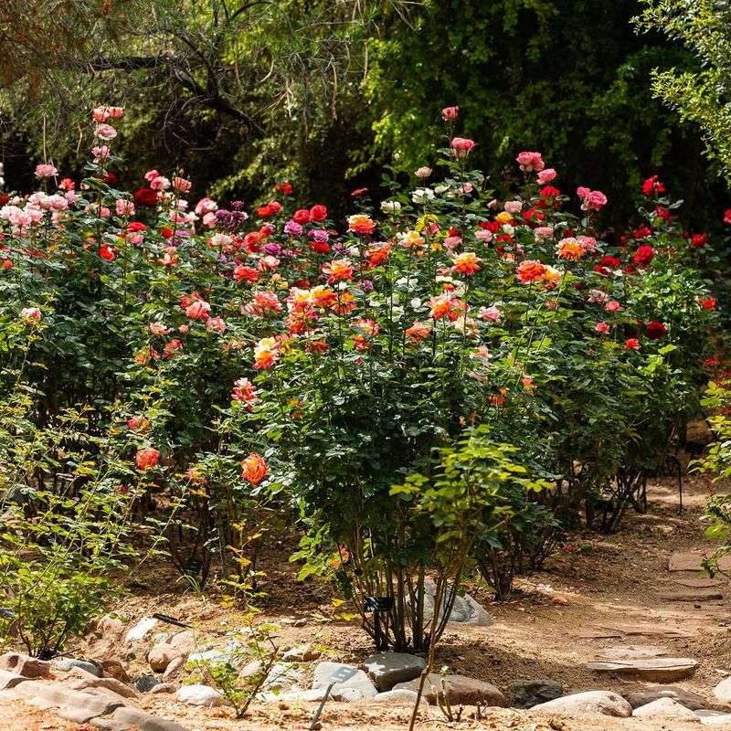 Rose Bushes Need Light Cleanup After Spring Bloom