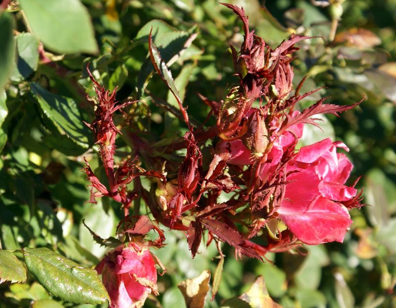 Rose Disease Awareness Is Changing The Flower Bed