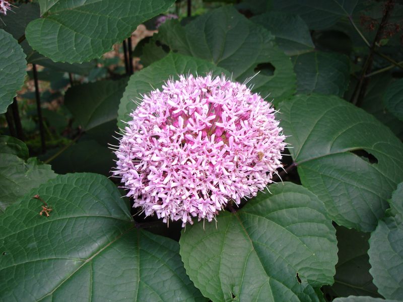 Rose Glorybower That Does Not Stay Put