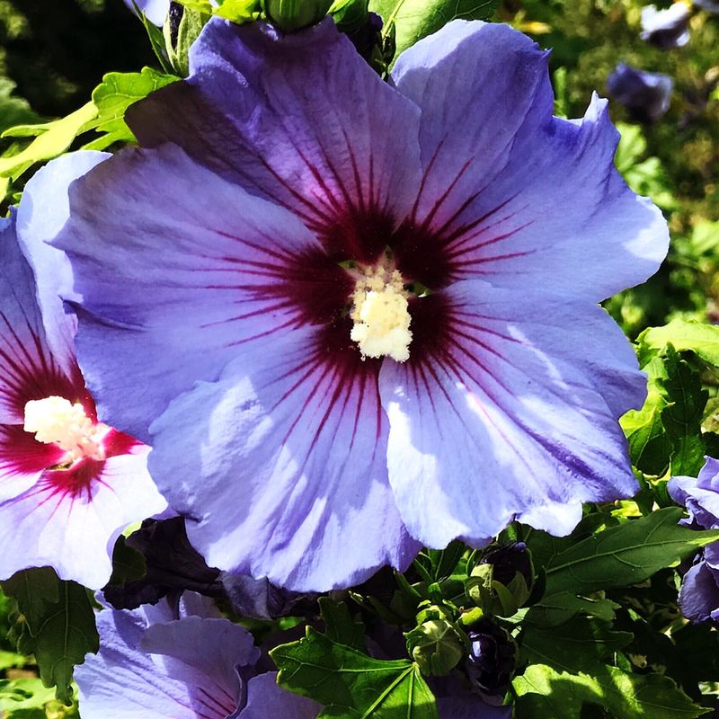 Rose Of Sharon