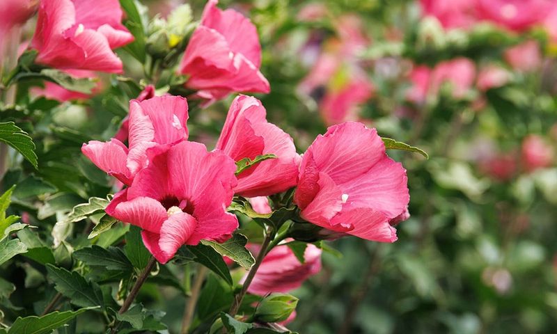 Rose Of Sharon Brings Height And Color