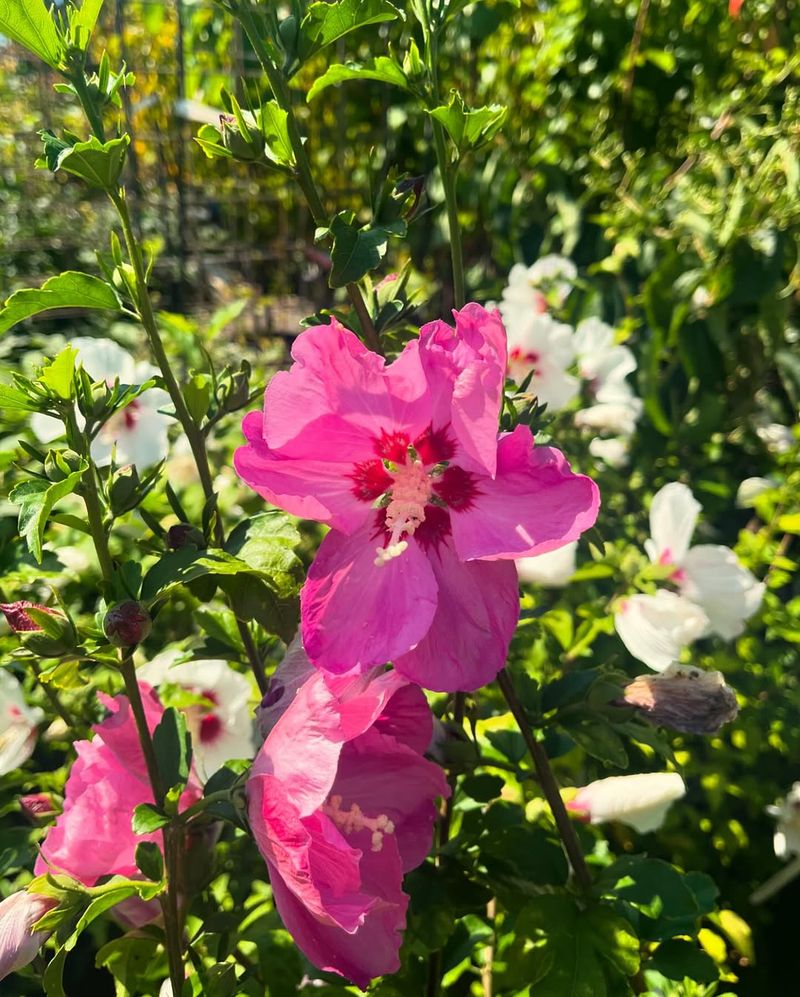 Rose Of Sharon (Hibiscus Syriacus) Rose Of Sharon (Hibiscus Syriacus)