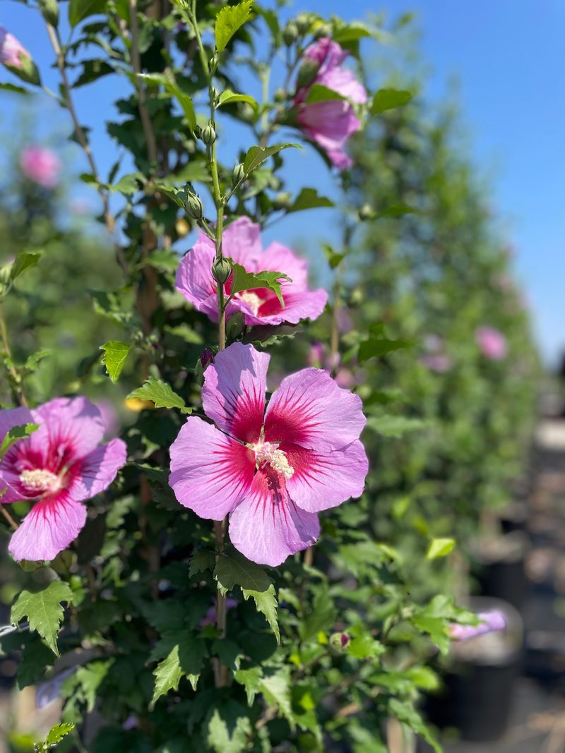 Rose Of Sharon