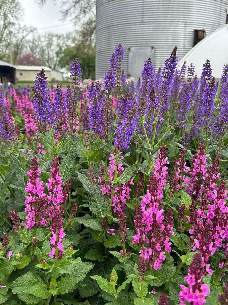 Rose Sage Rose Sage