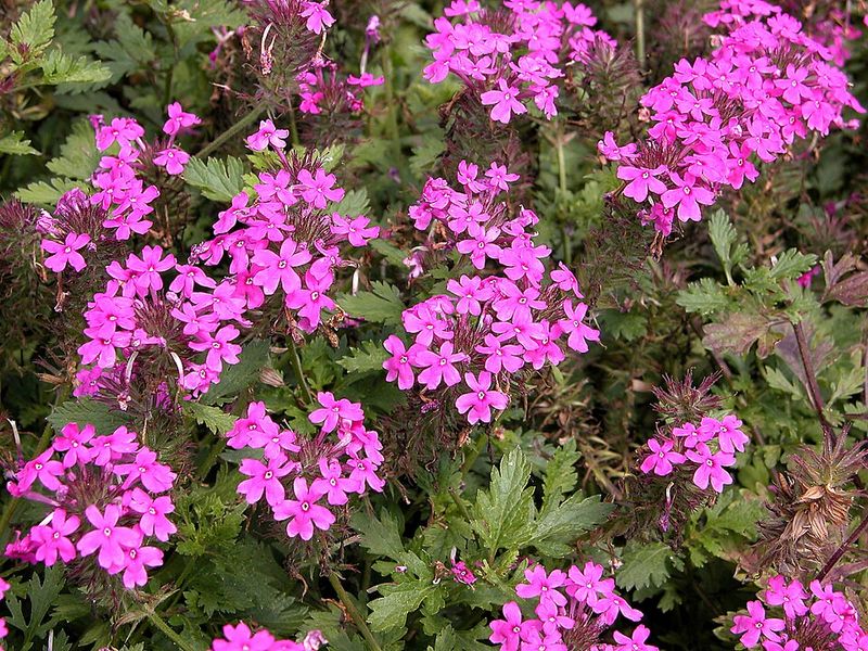 Rose Verbena Stays Colorful For Months
