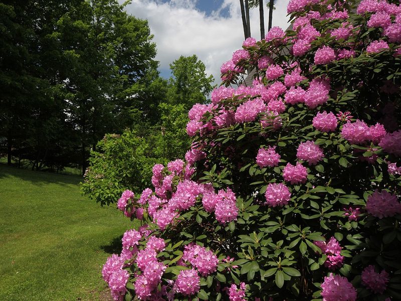 Rosebay Rhododendron Brings Bold Shade Garden Presence