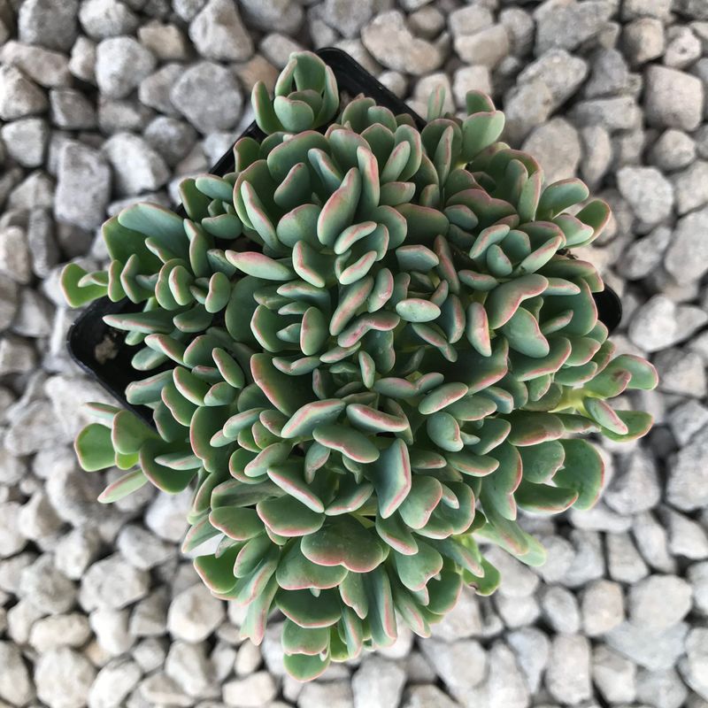 Roseflower Stonecrop