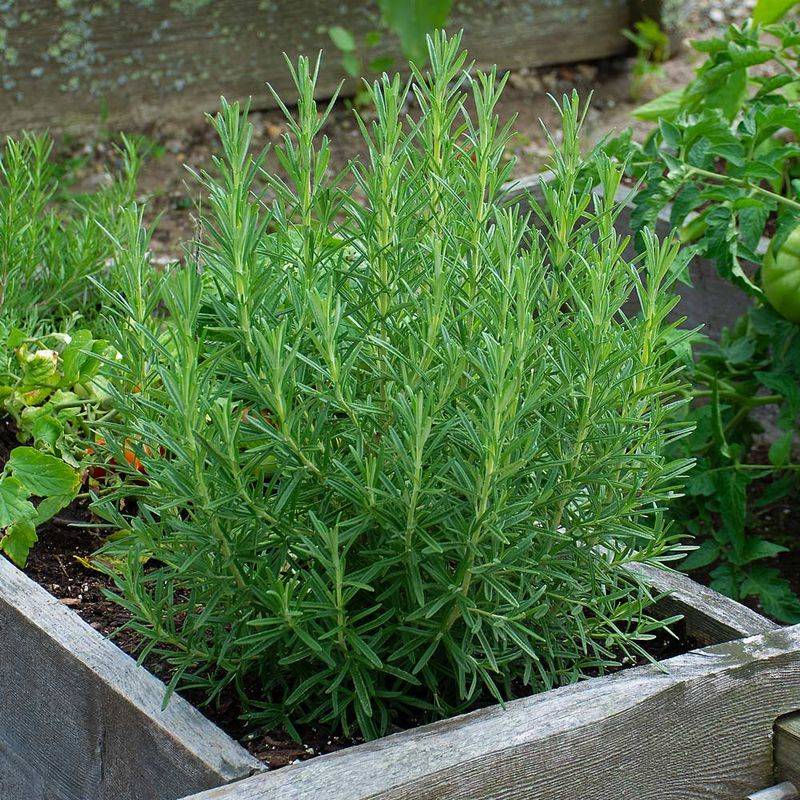 Rosemary