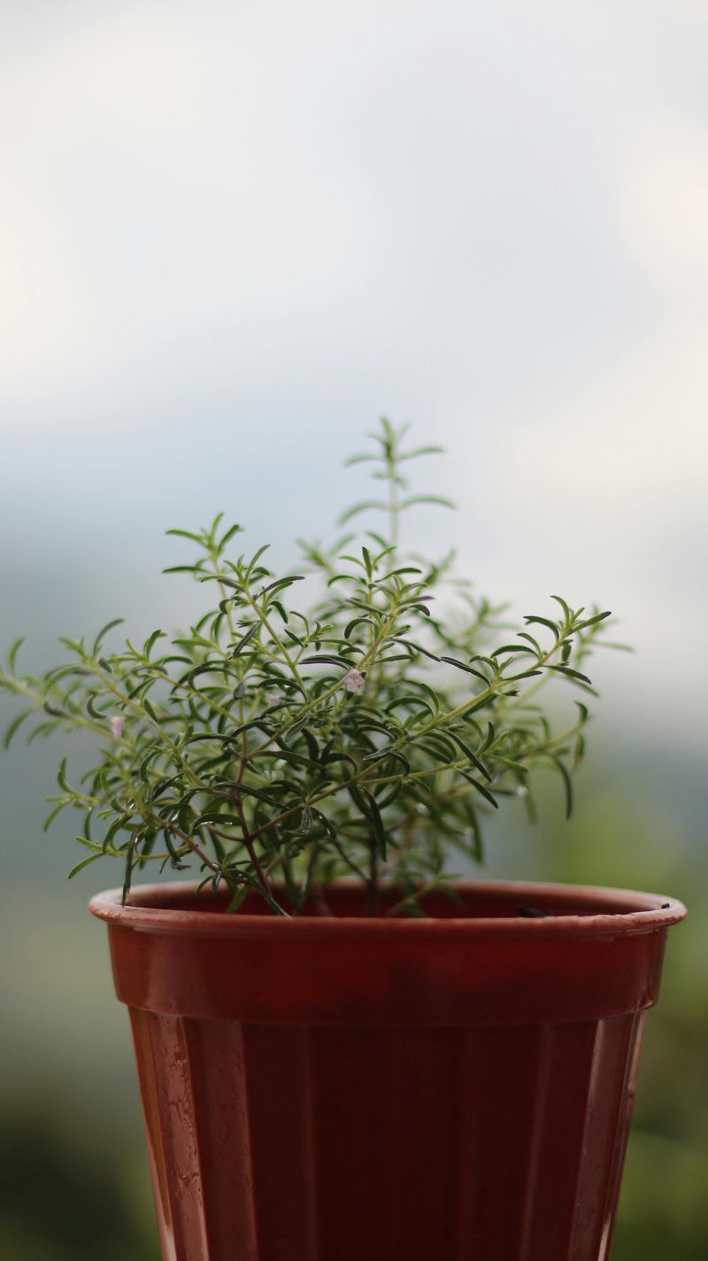 Rosemary