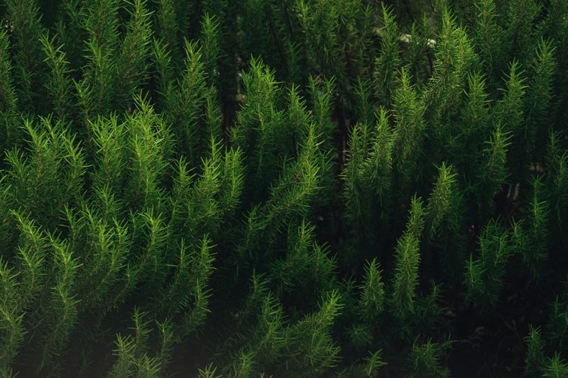 Rosemary