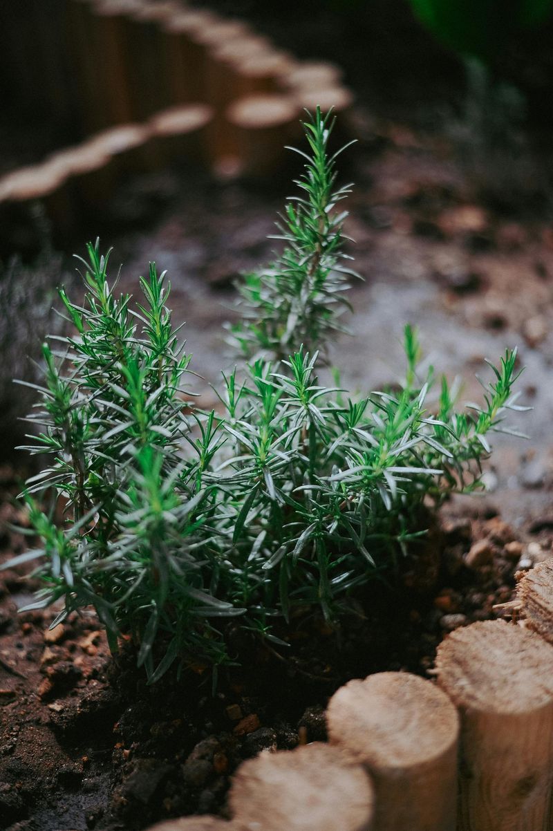 Rosemary Rosemary