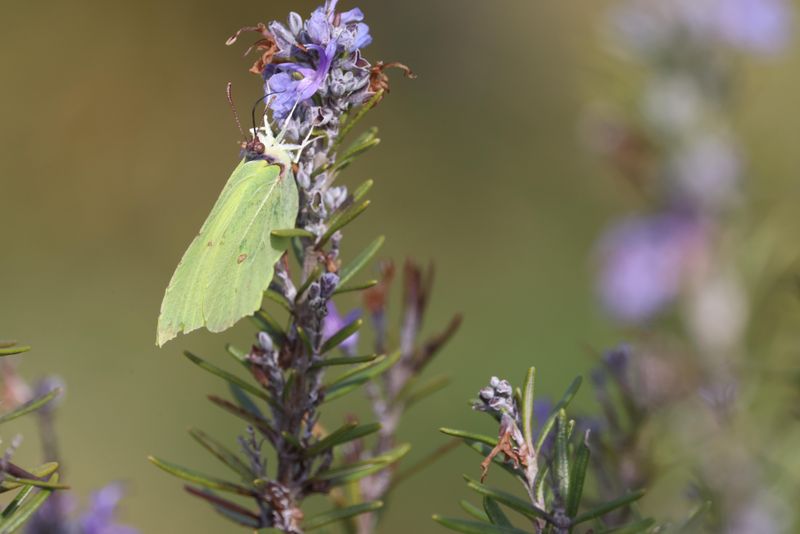 Rosemary