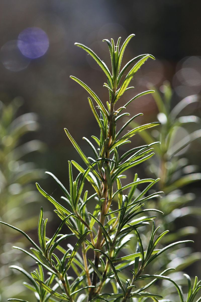 Rosemary