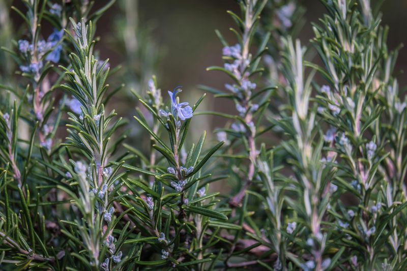 Rosemary