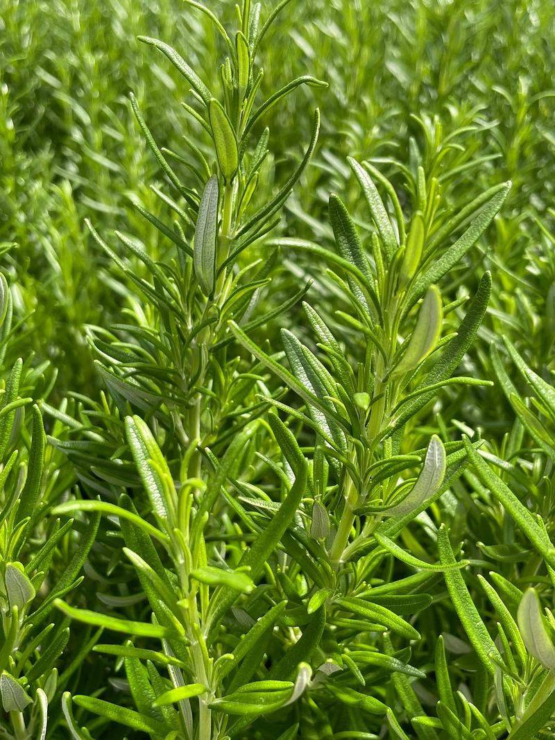 Rosemary Rosemary